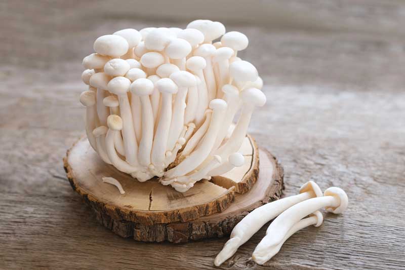 Enoki bakken